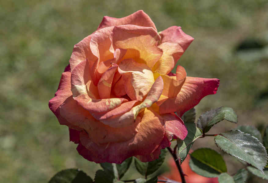 Rosa naranja - parque de Cervantes - Barcelona - Catalunya 4.jpg